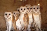 Read more about the article A Female Barn Owl Adopted Seven Chicks Whose Mother Was Run Over