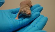 Read more about the article The Naked Mole-Rat’s Secret to Staying Cancer Free