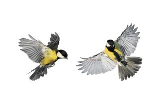 Read more about the article ההתחממות הגלובלית גורמת לציפורים הצעירות להחליף יותר נוצות